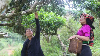 Cách dân bản vùng cao thoát nghèo với cây chè shan tuyết