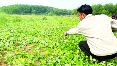 សារព័ត៌មានរួមចំណែកដល់ការអភិវឌ្ឍន៍សេដ្ឋកិច្ចបៃតង