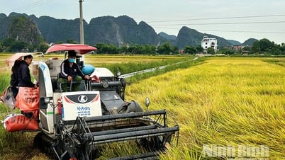 Farmers welcome bumper winter-spring rice crop