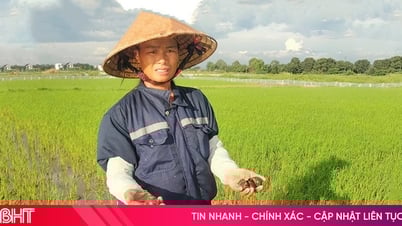 Ốc bươu vàng xuất hiện dày đặc, nông dân Hà Tĩnh "xoay" đủ cách cứu lúa