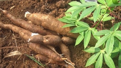 Sustainable cassava cultivation process for key cassava growing areas