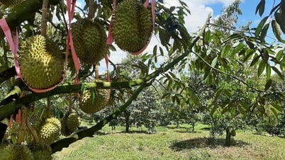 Bau Duc recluta urgentemente a cientos de técnicos de durian y recompensa las referencias