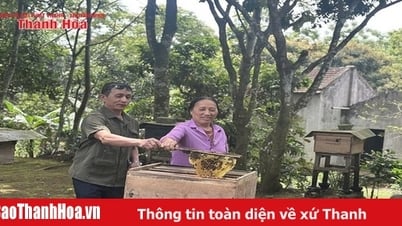 Development of honey beekeeping