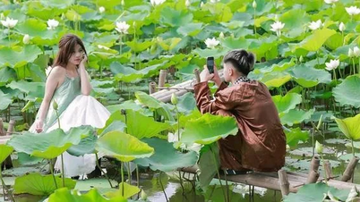Đầm sen trắng ở ngoại thành Hà Nội thu hút giới trẻ