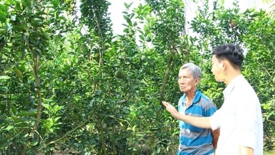 Opportunity to improve the quality of oranges