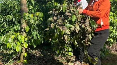 Huyện Krông Pắc: Một hộ dân ở xã Hòa Đông bị kẻ gian cắt trộm dây tiêu