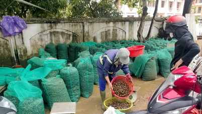 Hà Tĩnh: Ốc bươu vàng xuất hiện dày đặc, gây hại lúa hè thu