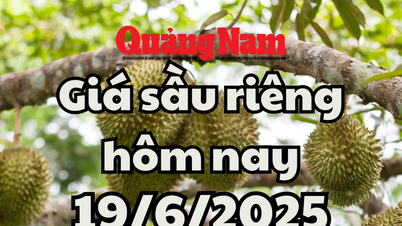 Prix ​​du durian aujourd'hui 19 juin 2025 : Calme dans la région