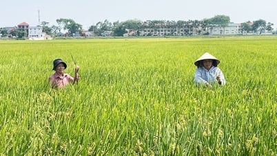 Giá lúa gạo hôm nay 19/6: Gạo xuất khẩu tăng nhẹ