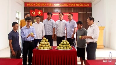 ملخص نموذج رعاية أشجار الكمثرى وفقًا لـ VietGAP