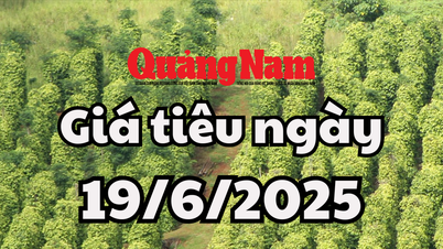 Pepper price today June 19, 2025: 2 provinces maintain the peak of 134,000 VND/kg