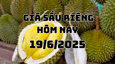 Цена на дуриан сегодня 19 июня 2025 г.: 3 региона «тихие»