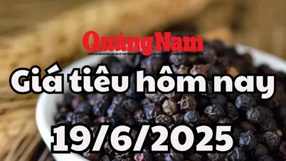 Cập nhật giá tiêu hôm nay 19/6/2025 mới nhất: Giá tiêu trong nước đỏ lửa