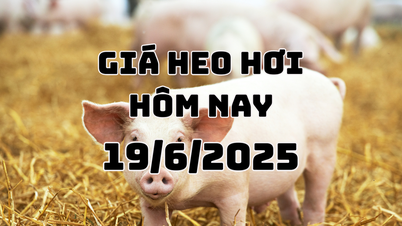 Pig price today June 19, 2025: Stabilized at 68,000 - 73,000 VND/kg
