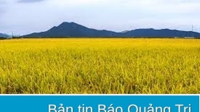 Kiên quyết không để ruộng lúa bị bỏ hoang do mưa lũ bất thường