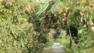 ハイズオン省のライチ園はミニチュアの原生林に例えられ、訪れる人々を魅了している。