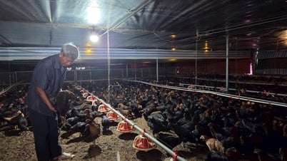 Mr. Hung got rich from raising commercial chickens.