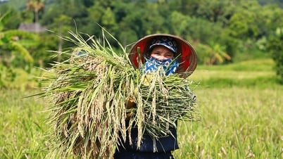 Множество преимуществ модели «выращивания зеленого риса»