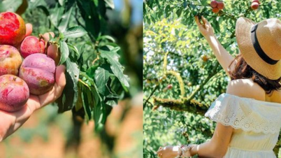 Viajar a Moc Chau en temporada de ciruelas: experimente el delicioso sabor del noroeste que no se puede perder