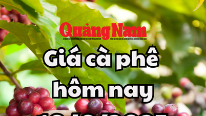 Cập nhật giá cà phê hôm nay 19/6/2025 mới nhất: Đợt giảm mạnh nhất từ đầu tuần