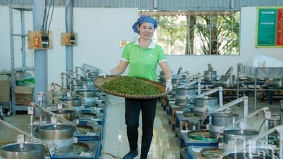 Chè Thái Nguyên chinh phục thị trường thế giới - Kỳ 2: Vang danh vùng chè xuất khẩu trọng điểm