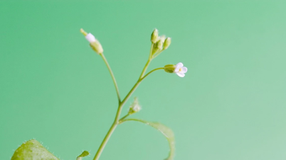Entwicklung von PlantGPT – dem ersten KI-Assistenten für die Pflanzengenetik