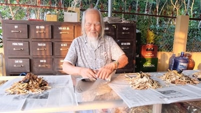 Authority of local government at 2 levels in the field of traditional medicine and pharmacy