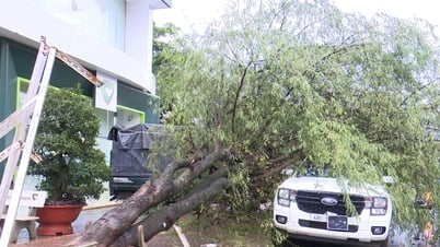 Gia Nghia, Tamarindenbaum durch starken Regen entwurzelt, 2 Autos zerquetscht