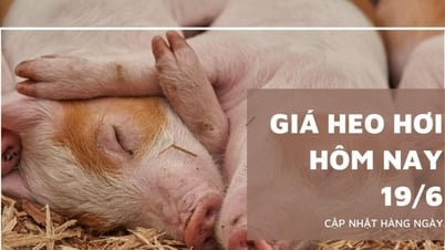 Precio del cerdo hoy 19 de junio: Estable a nivel nacional, precio...