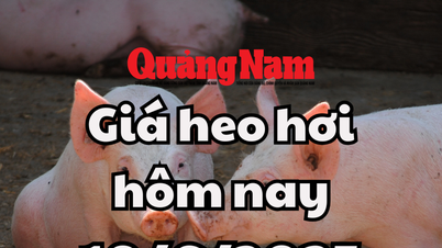 Pig price today June 19, 2025: Stable at 68,000 - 73,000 VND/kg