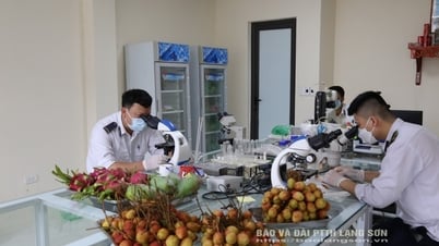 Lang Son: More than 2,385 tons of fresh lychee exported through the province's border gates