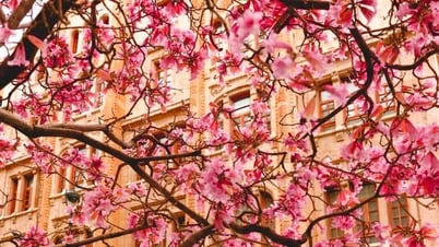 Top 5 địa điểm ngắm hoa anh đào ở Pháp tận hưởng trọn sắc xuân