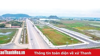 Đất đấu giá tăng cao: Nhu cầu thị trường hay “cò” thổi giá”?