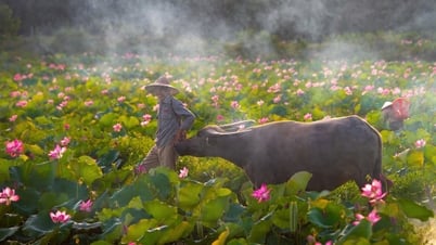 Chiêm ngưỡng cảnh đẹp đầy mê hoặc của đầm sen Trà Lý