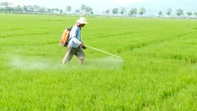 Les agriculteurs s'inquiètent des ravageurs et des maladies dans les cultures de riz d'été et d'automne