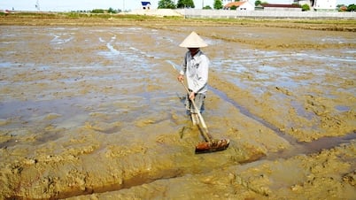 夏秋米の生産回復に向けた取り組み