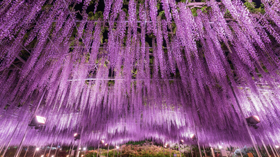ការមើល Wisteria នៅឧទ្យានផ្កា Ashikaga: កូអរដោនេដ៏ស្រស់ស្អាតដែលមិនត្រូវខកខាន