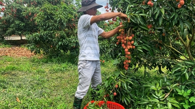 Xây dựng vùng trồng cây ăn quả chất lượng cao