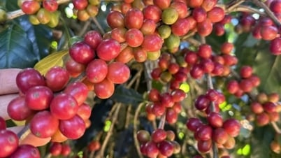 ราคากาแฟโรบัสต้าลดลงเหลือ 4,510 เหรียญสหรัฐฯ ต่อตัน