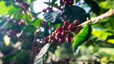 Agrarproduktpreise am 2. Juni 2025: Kaffee und Pfeffer sind stabil, keine Schwankungen