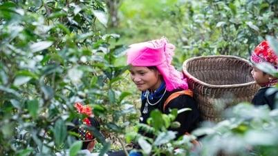 Ngành Công Thương góp phần giải bài toán đầu ra cho nông sản vùng cao