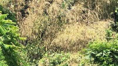 Nhiều rừng lùng ở Nghệ An chết khô, nguy cơ cháy rừng cao