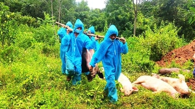 Afrikanische Schweinepest proaktiv verhindern und bekämpfen