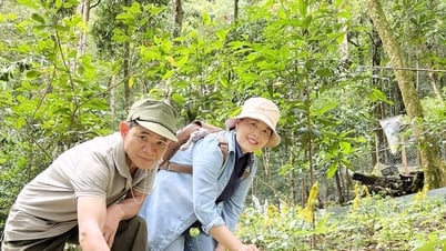 Quang Nam allows THACO to survey and establish a project to produce and process Ngoc Linh ginseng.