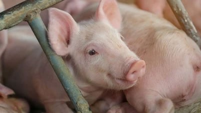Schweinepreis am 2. Juni 2025: Viele Nord- und Zentralprovinzen verzeichneten einen leichten Anstieg