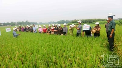 ข้าวพันธุ์ผสม 3 สาย Syn8 ให้ผลผลิตสูงสุด 88 ควินทัลต่อไร่