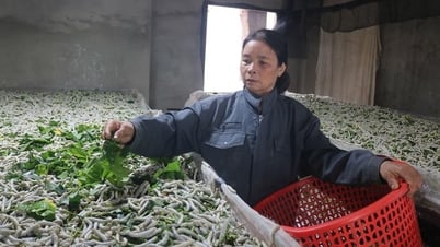 Nông dân Krông Bông làm giàu từ những mô hình hiệu quả