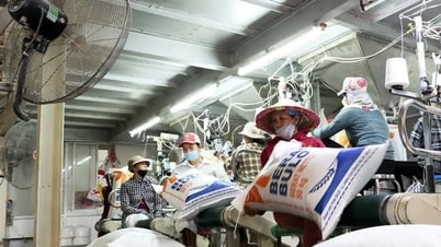 Giá gạo xuất khẩu giảm trước sức ép cạnh tranh về giá