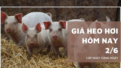 Pig price today June 2: The whole country is stable, except for Nam...