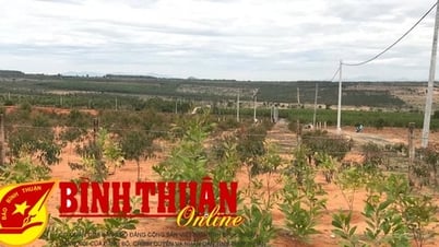 La empresa está dispuesta a contratar personas para plantar bosques.